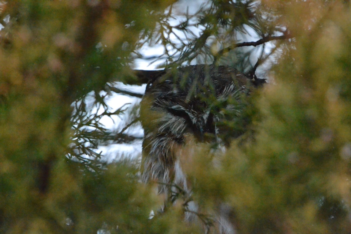 Northern Saw-whet Owl - ML150617381