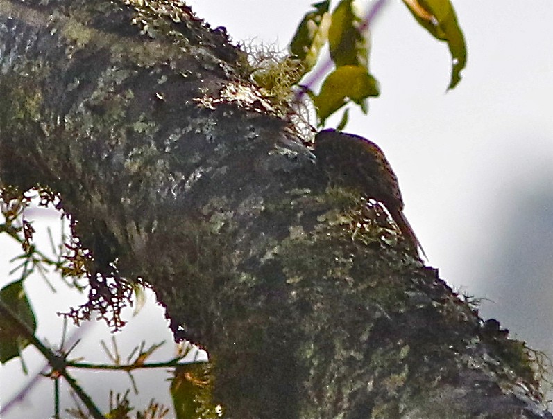 Rusty-flanked Treecreeper - ML150619071