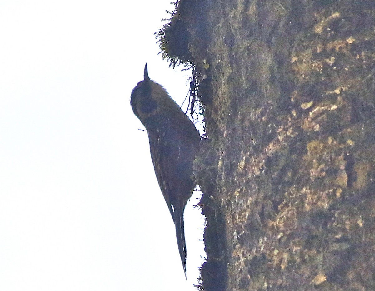 Rusty-flanked Treecreeper - ML150619591