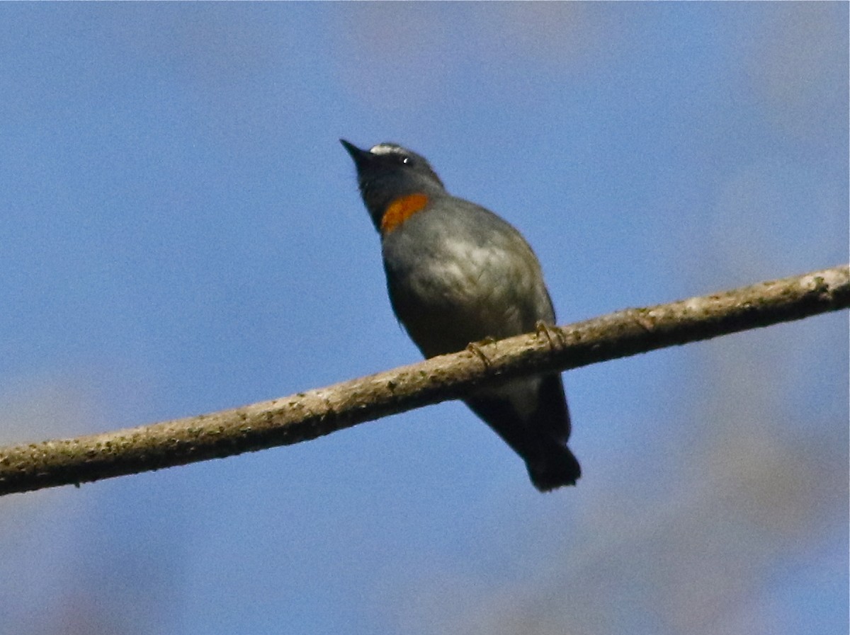 Rufous-gorgeted Flycatcher - ML150619971