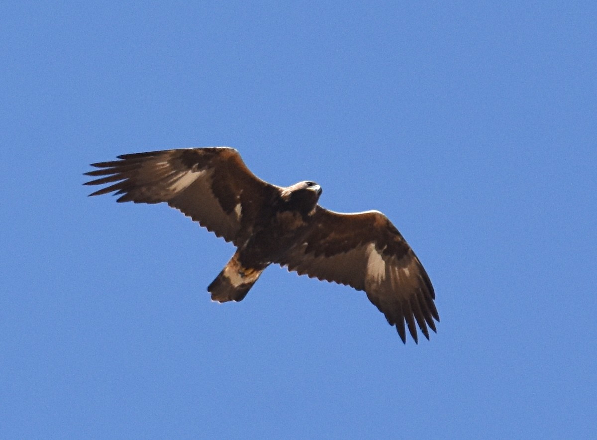 Águila Real - ML150620491