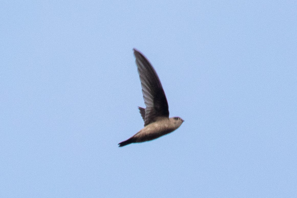 Germain's Swiftlet - ML150621461