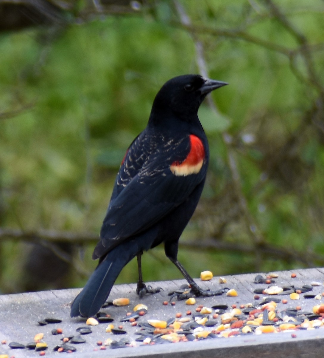 Red-winged Blackbird - ML150621631