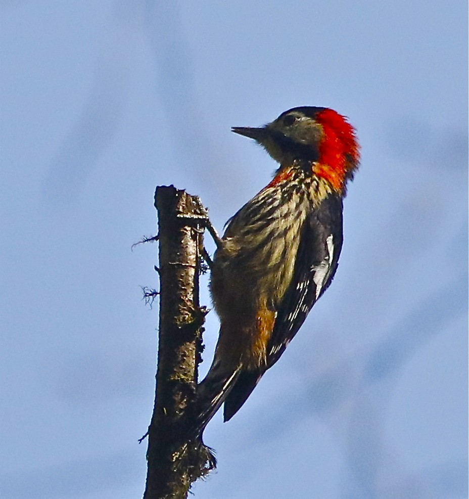 Crimson-naped Woodpecker - ML150622401