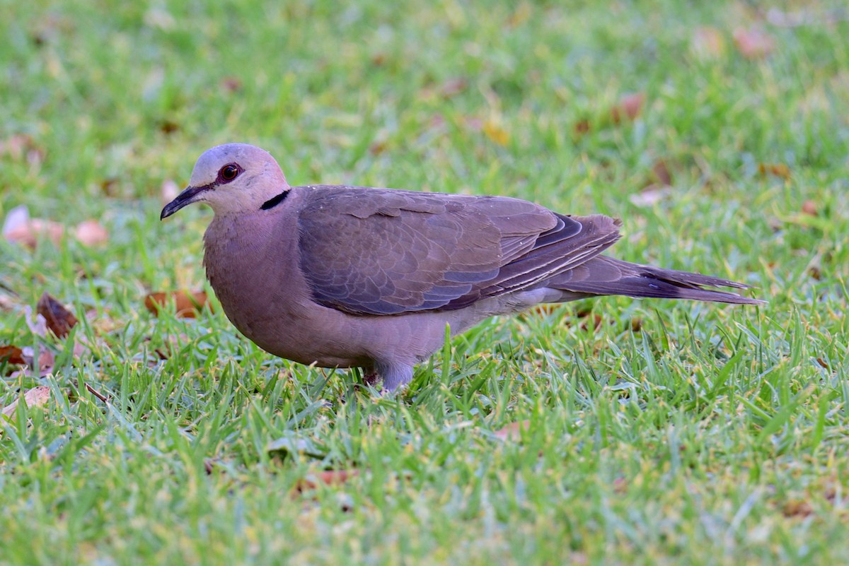 Red-eyed Dove - ML150622881