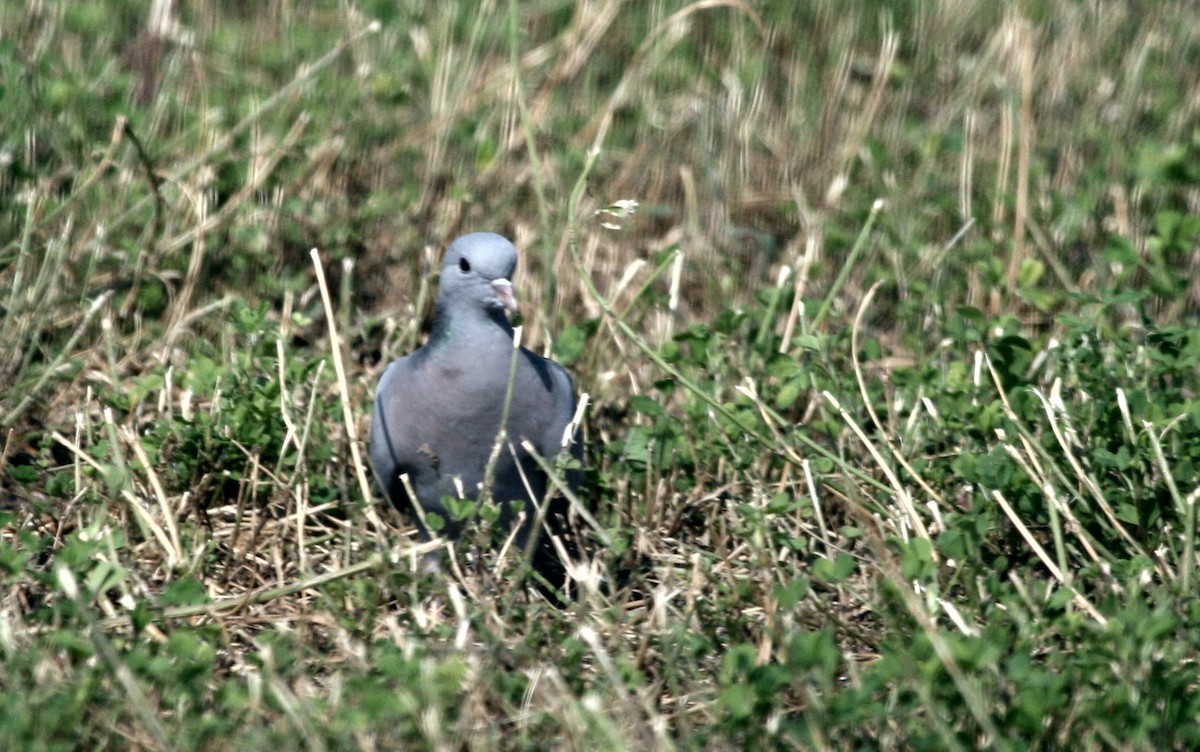 Pigeon colombin - ML150624131