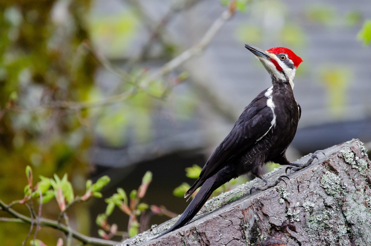 Pileated Woodpecker - ML150625441