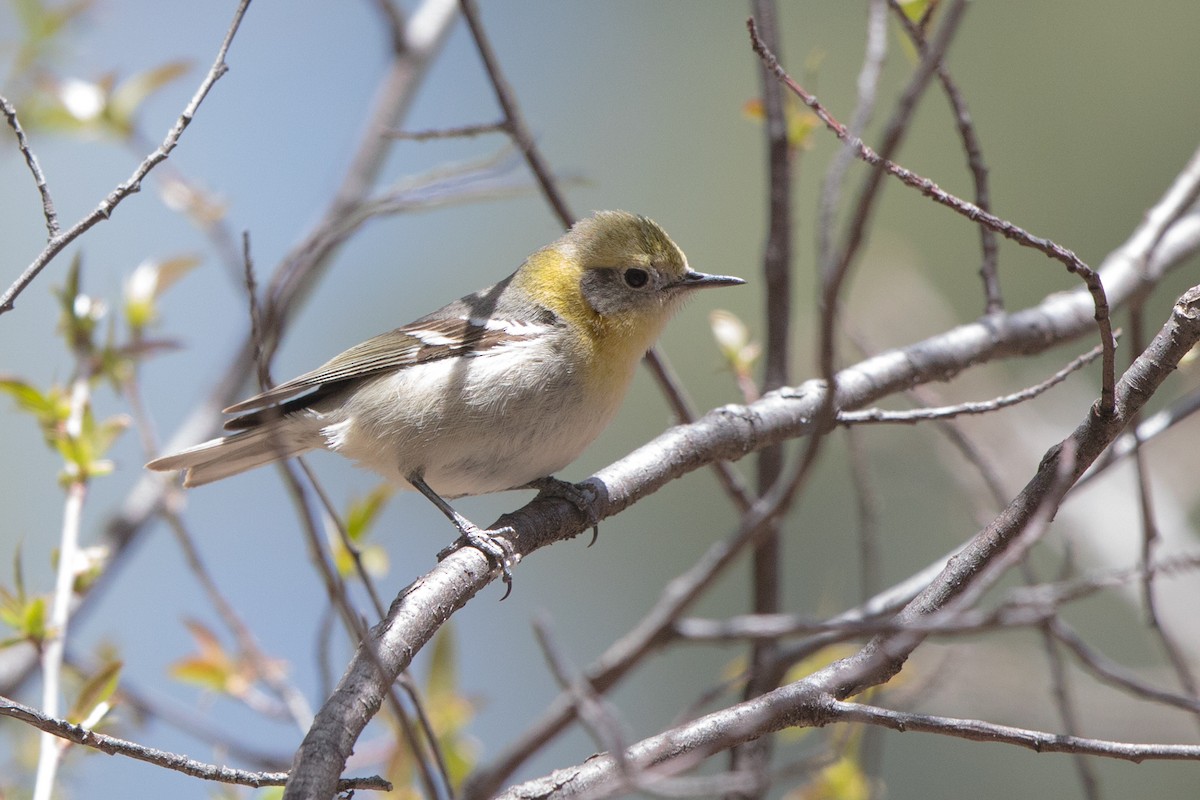 Olive Warbler - ML150626881