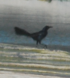 Great-tailed Grackle - ML150627791