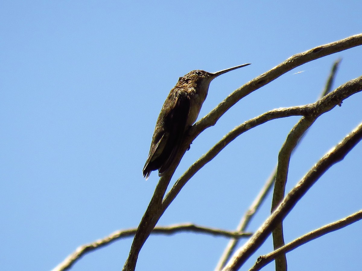 Black-chinned Hummingbird - ML150628151
