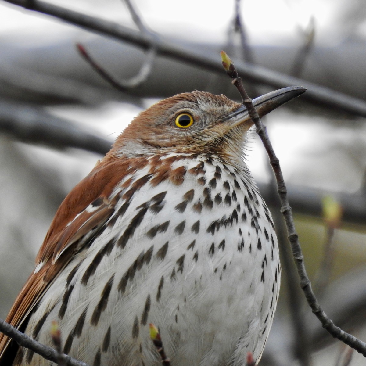 Brown Thrasher - ML150631541