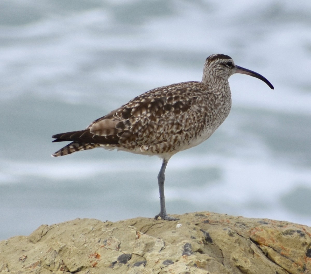 Whimbrel - ML150632401