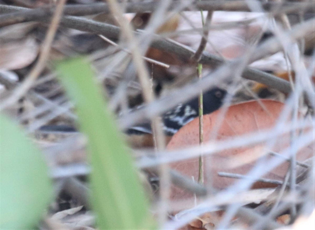 Spotted Towhee - ML150632521