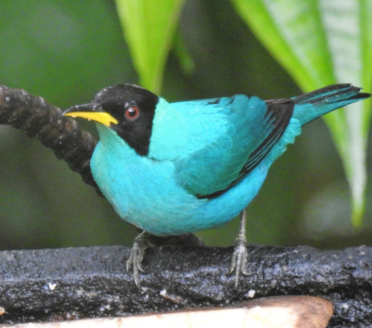 Green Honeycreeper - ML150633171