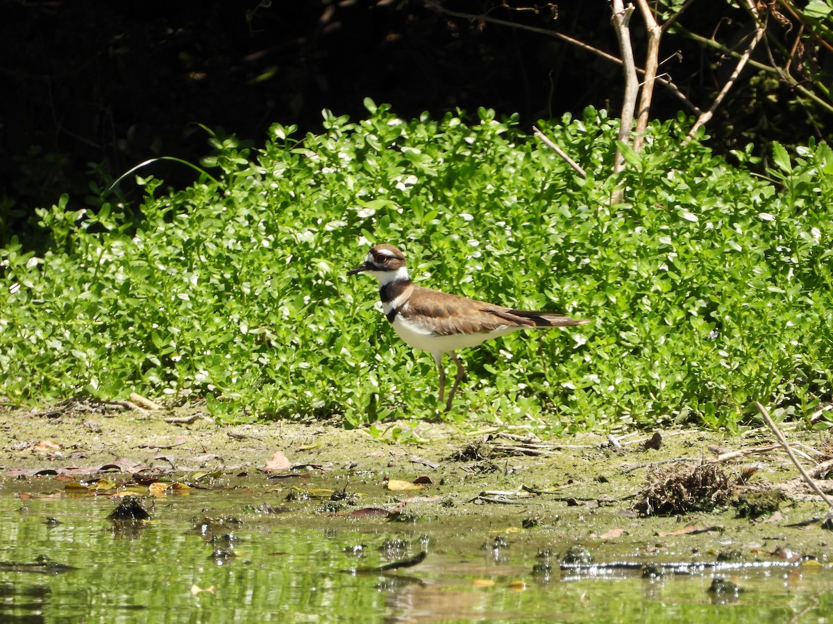 Killdeer - ML150633691