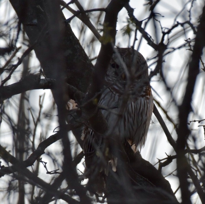 Barred Owl - ML150633951