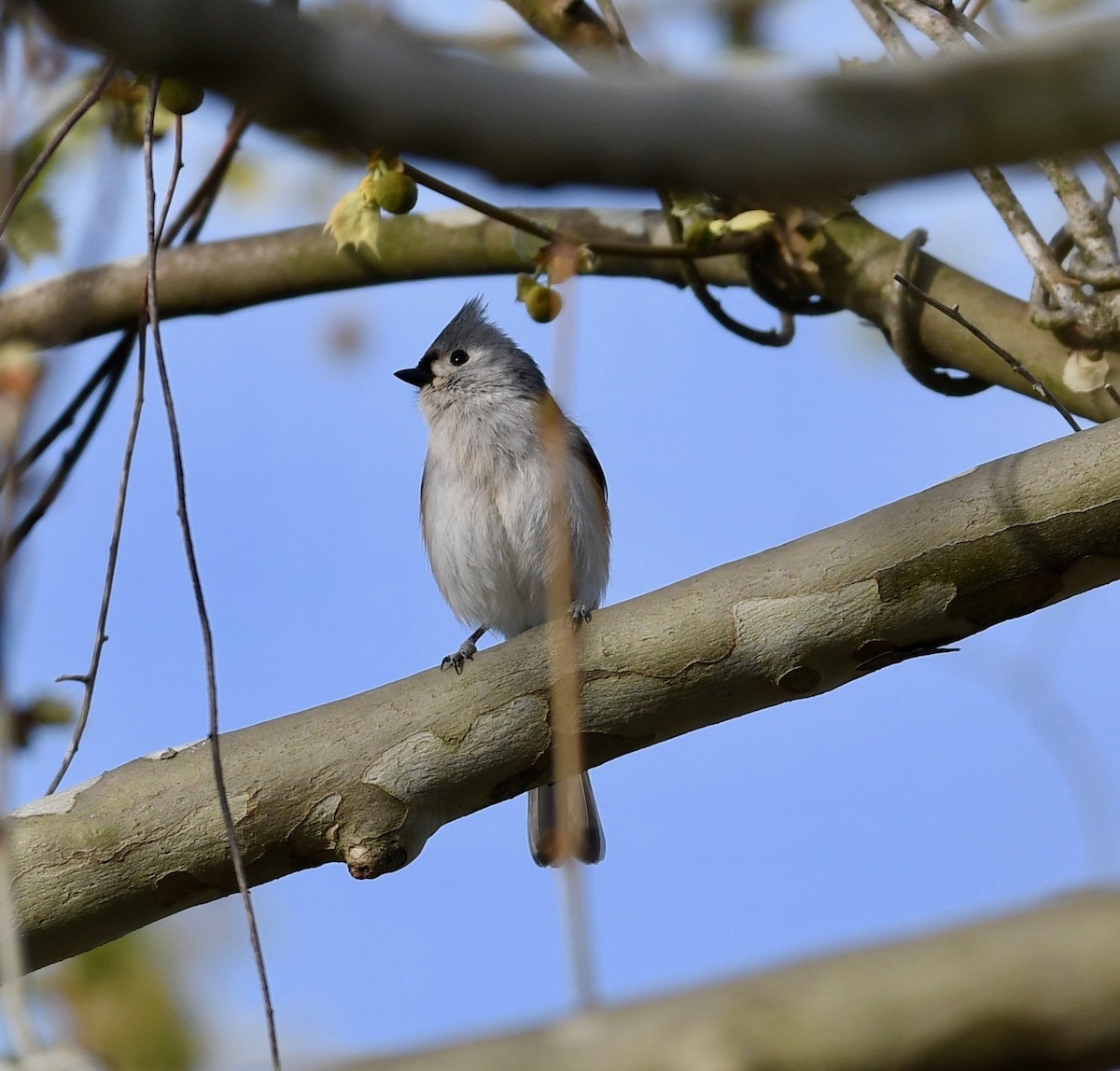 Tufted Titmouse - ML150636701