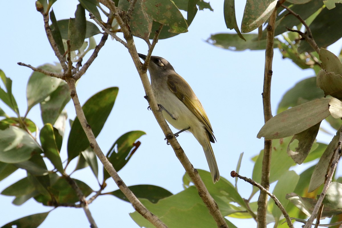 Brown Honeyeater - ML150636741