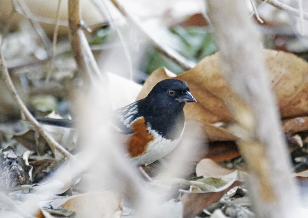 Spotted Towhee - ML150637021