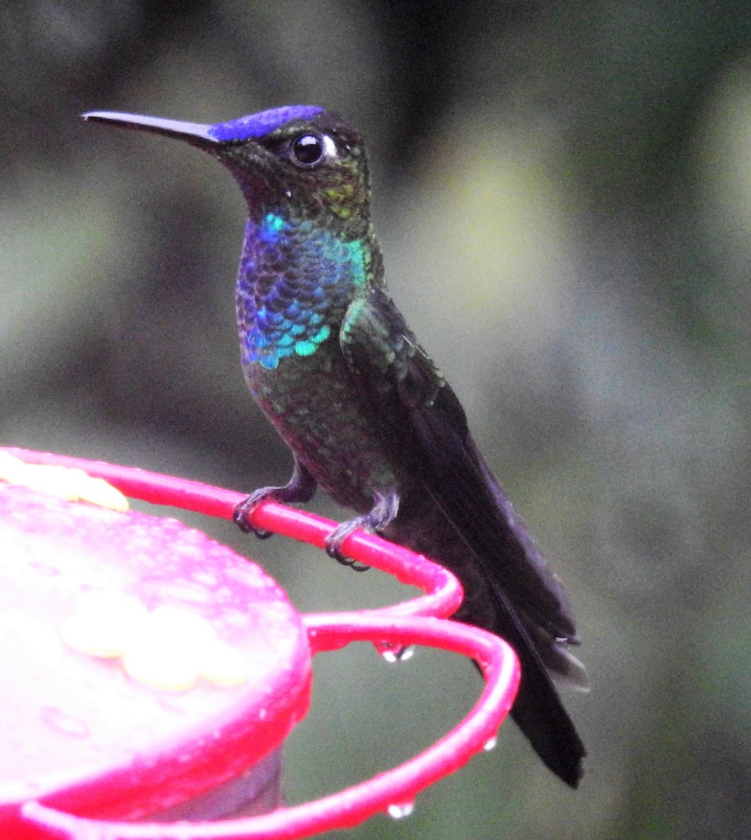 kolibřík fialovočelý - ML150637431