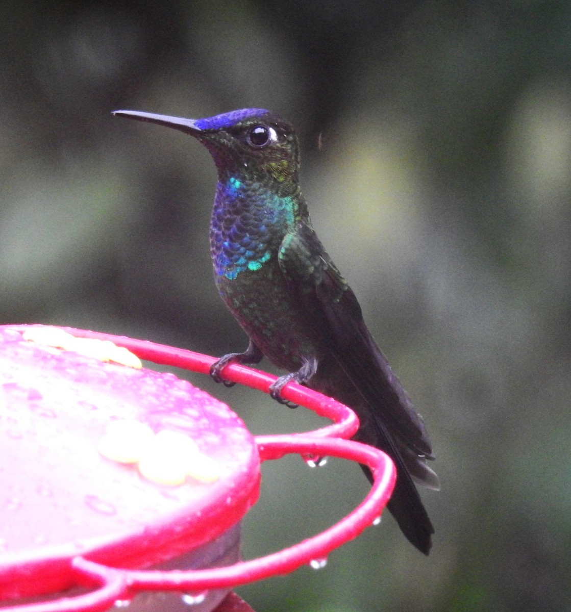 kolibřík fialovočelý - ML150637441