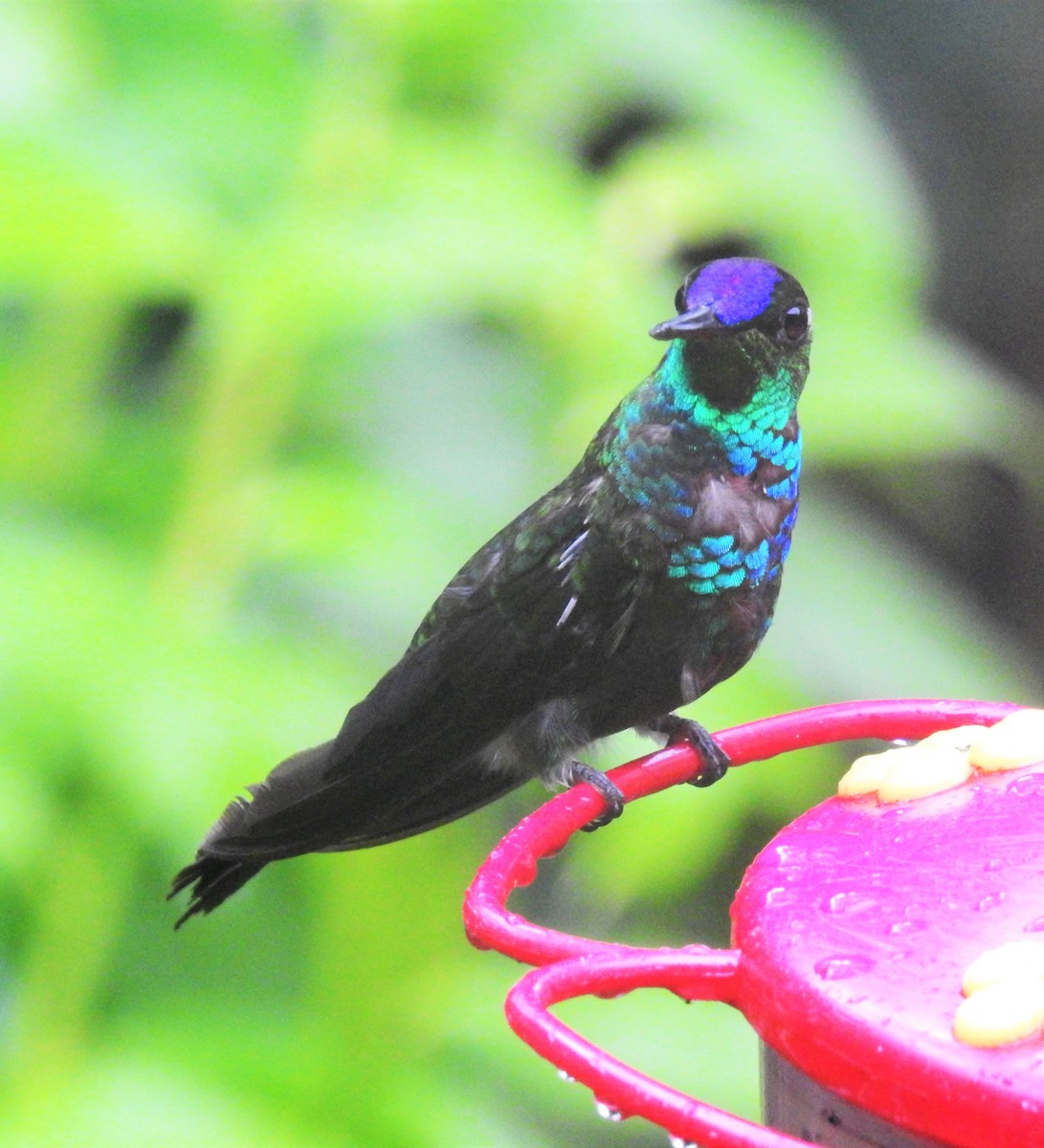 kolibřík fialovočelý - ML150637471