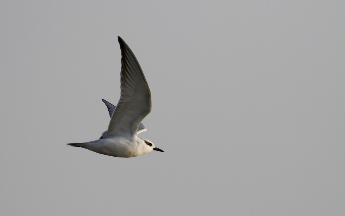 Whiskered Tern - Jay McGowan