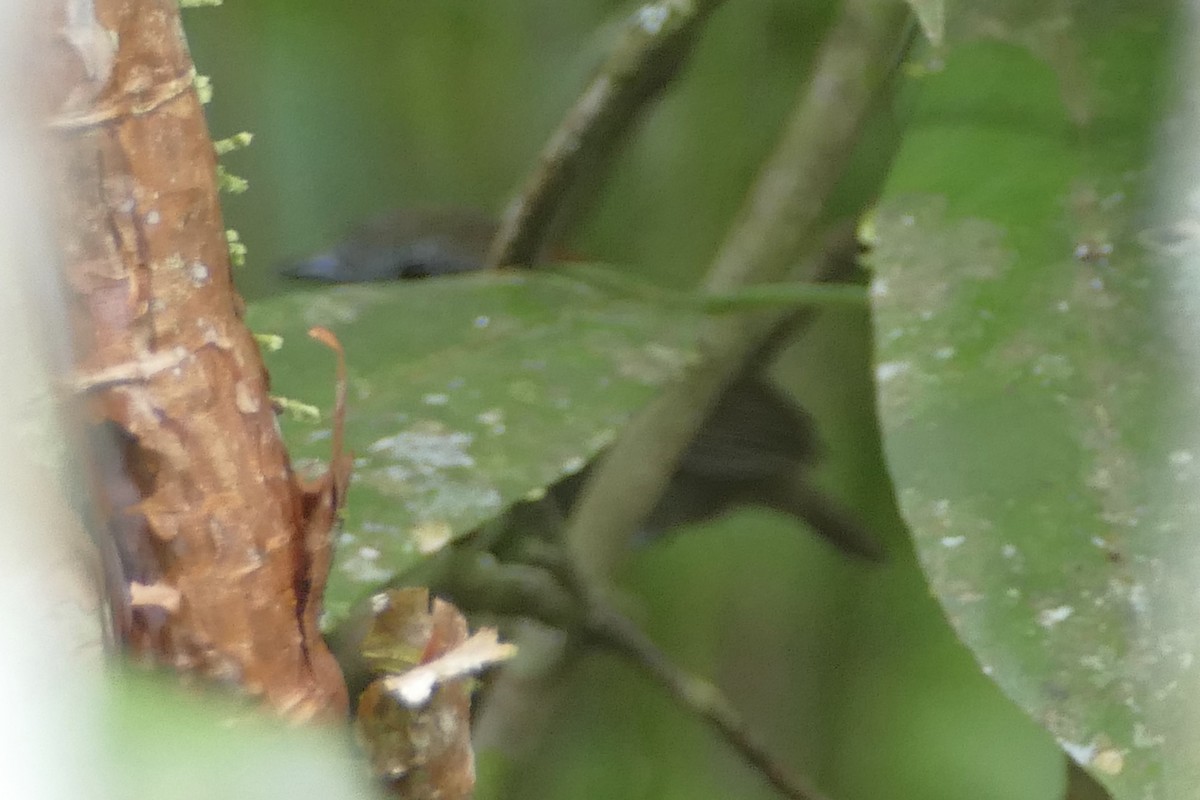 Rufous-backed Stipplethroat (Rufous-backed) - ML150637611