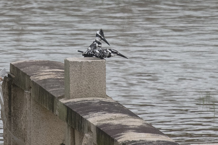 Pied Kingfisher - ML150639531