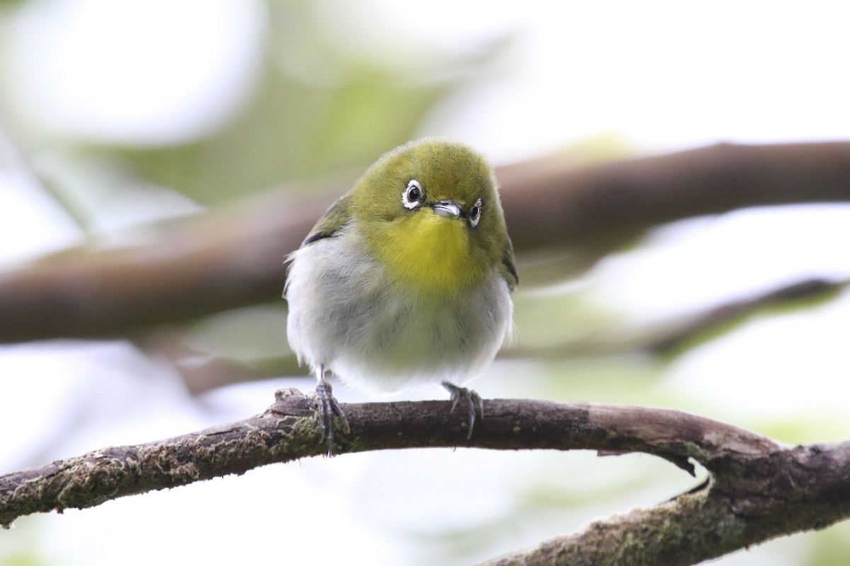 Warbling White-eye - Jeff Dale