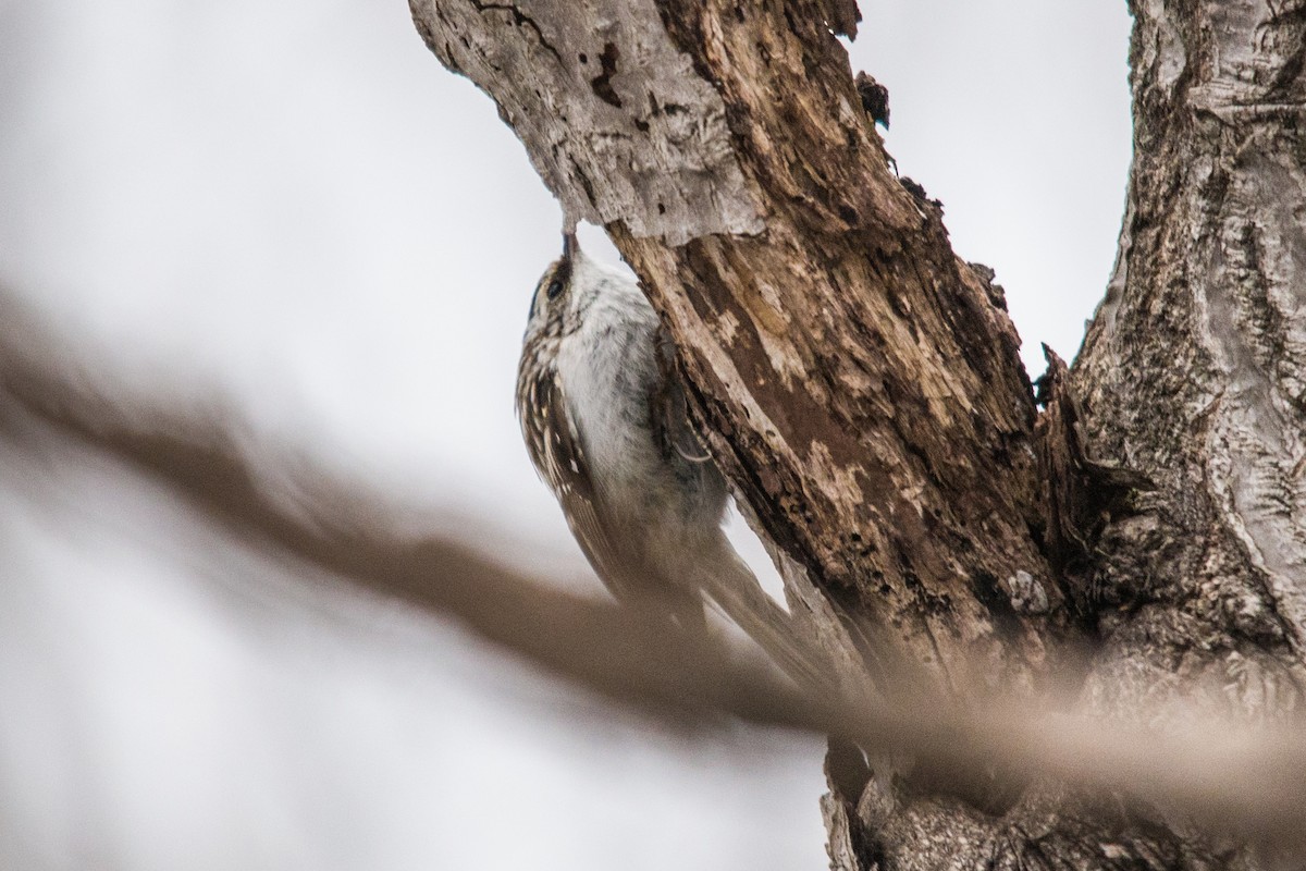 Brown Creeper - ML150643601