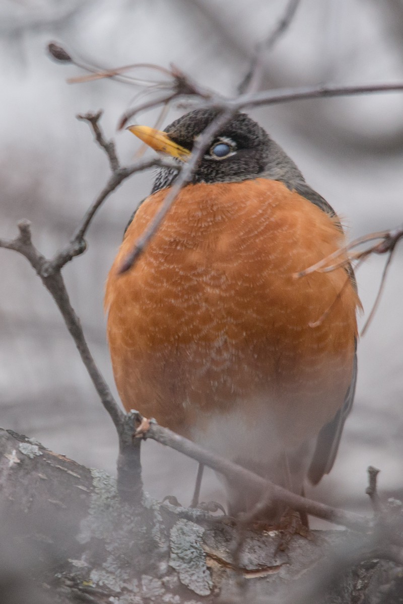 American Robin - ML150643681