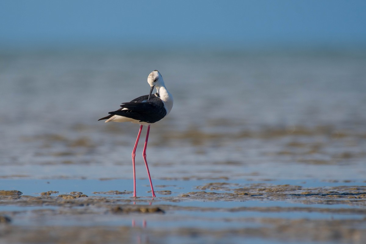 Pied Stilt - ML150643951