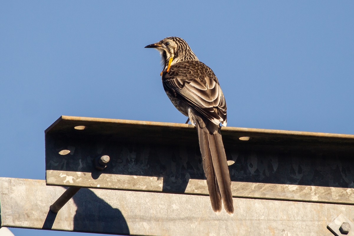 Yellow Wattlebird - ML150644091