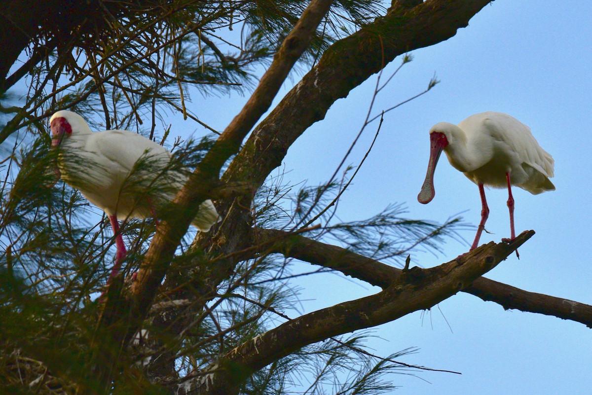 African Spoonbill - ML150647381