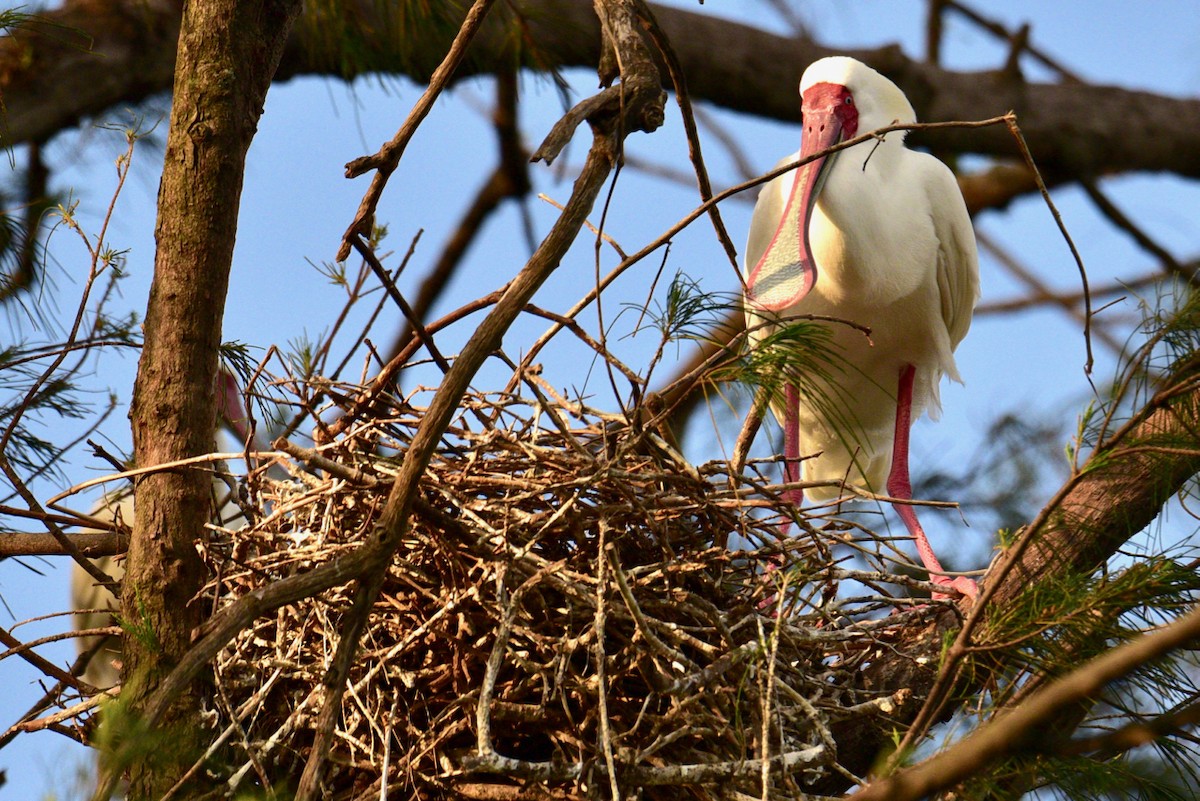 African Spoonbill - ML150647401