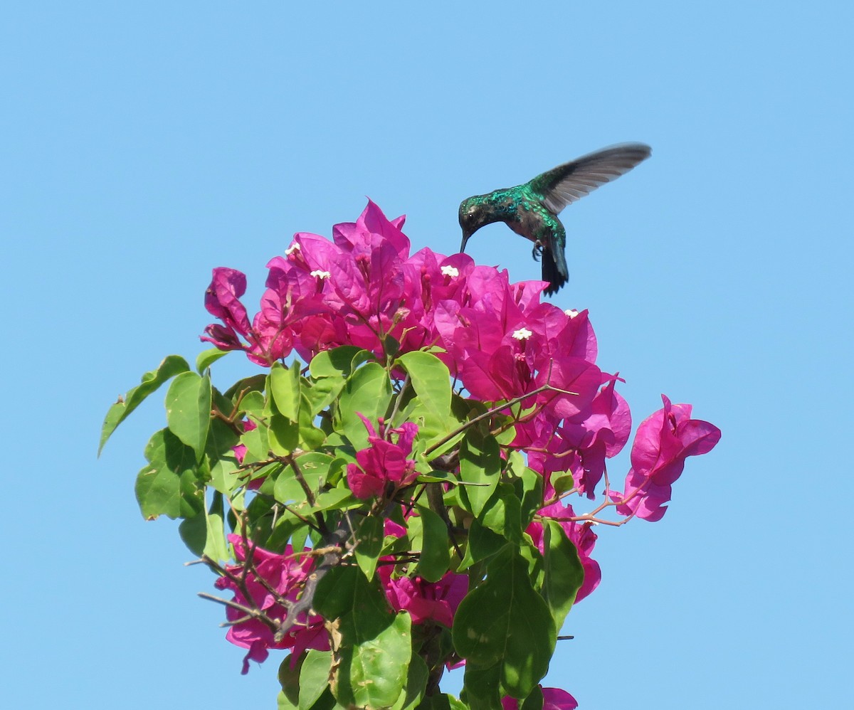 Red-billed Emerald - ML150648311