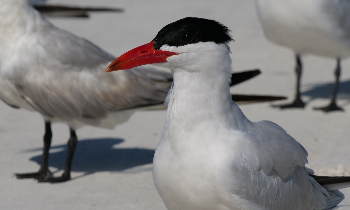 Caspian Tern - Steve Percival