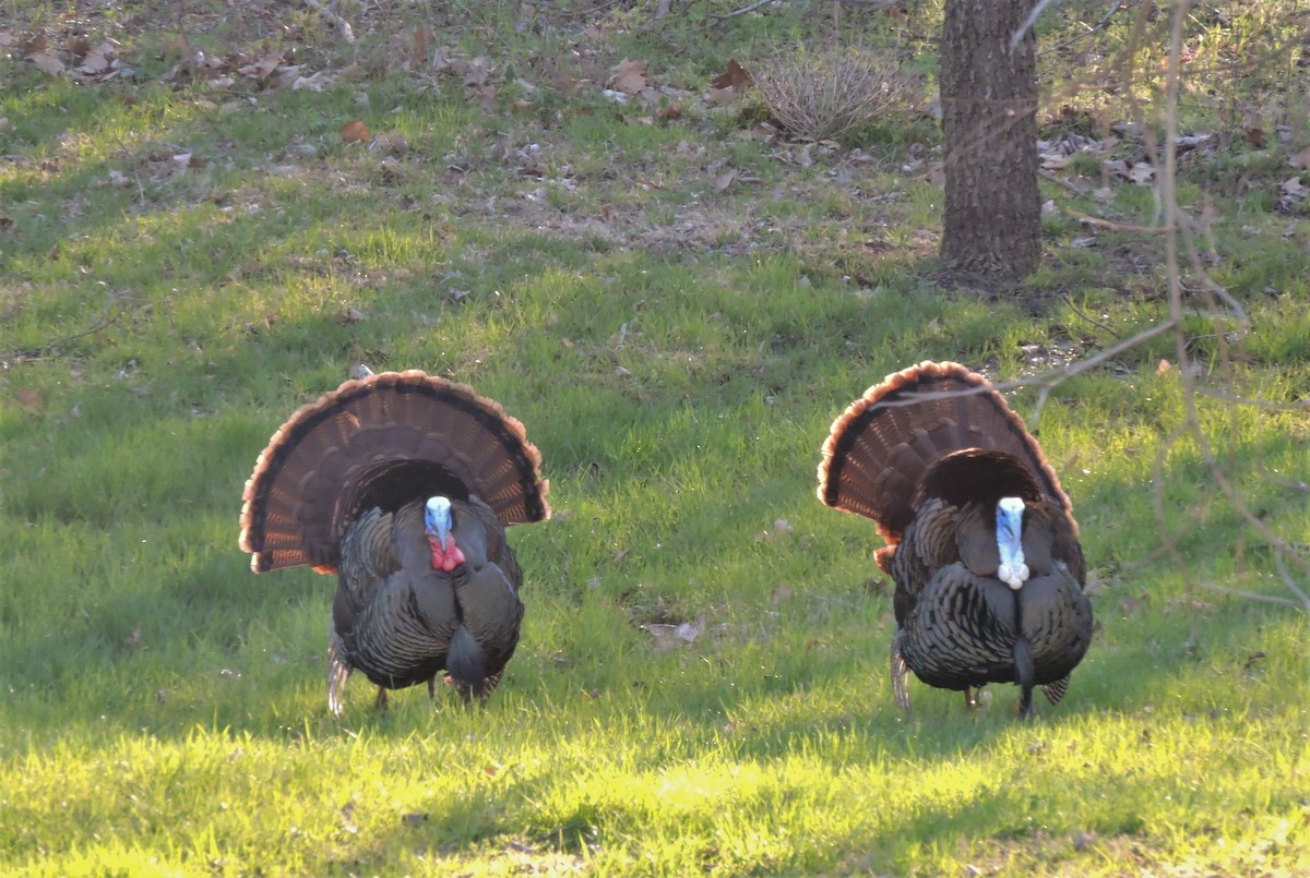 Wild Turkey - ML150649461