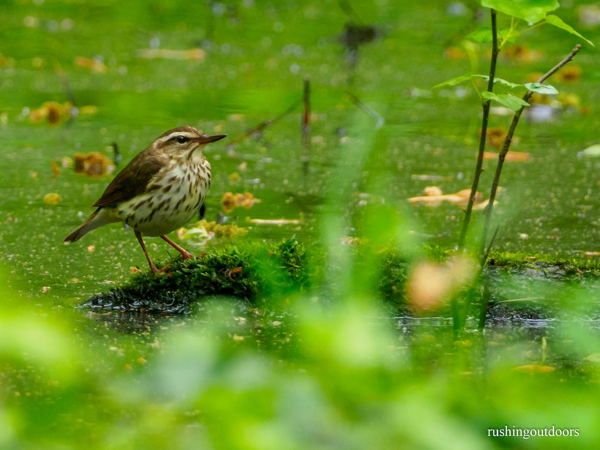 Louisiana Waterthrush - ML150651081