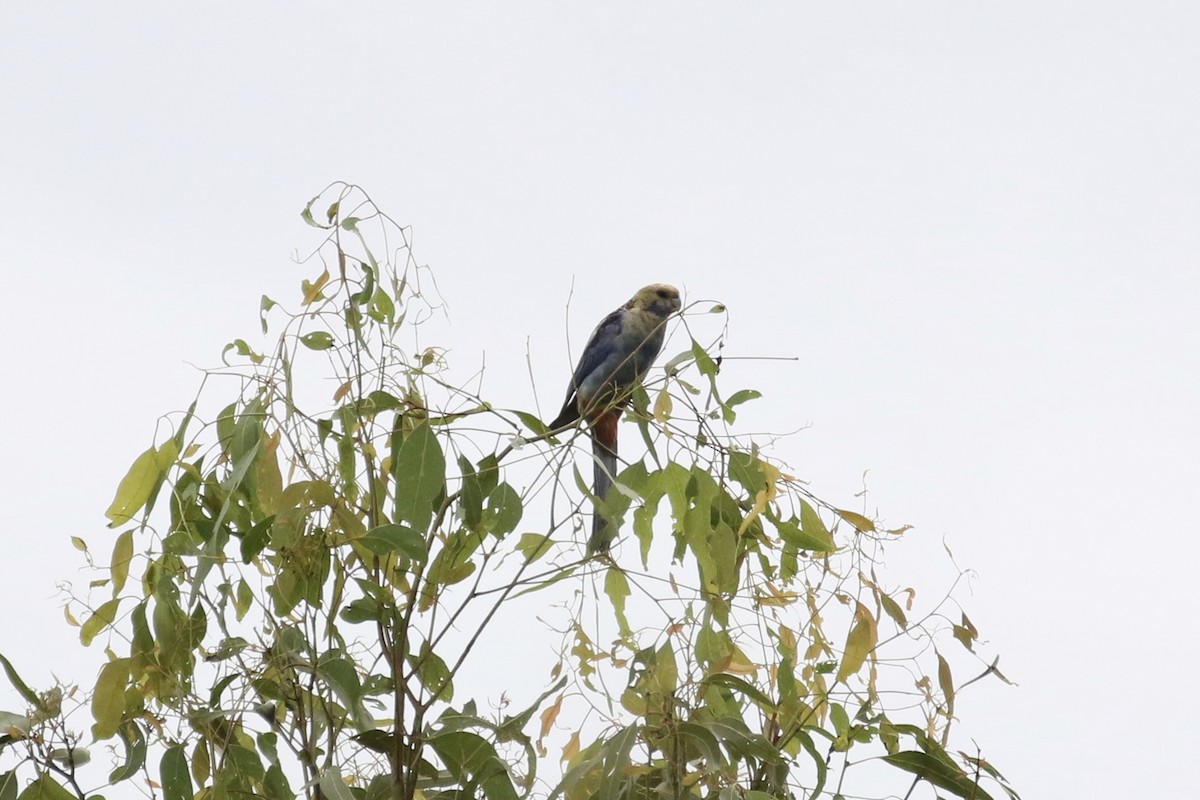 Pale-headed Rosella - Russ Morgan