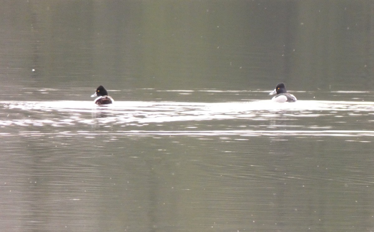 Ring-necked Duck - ML150654821