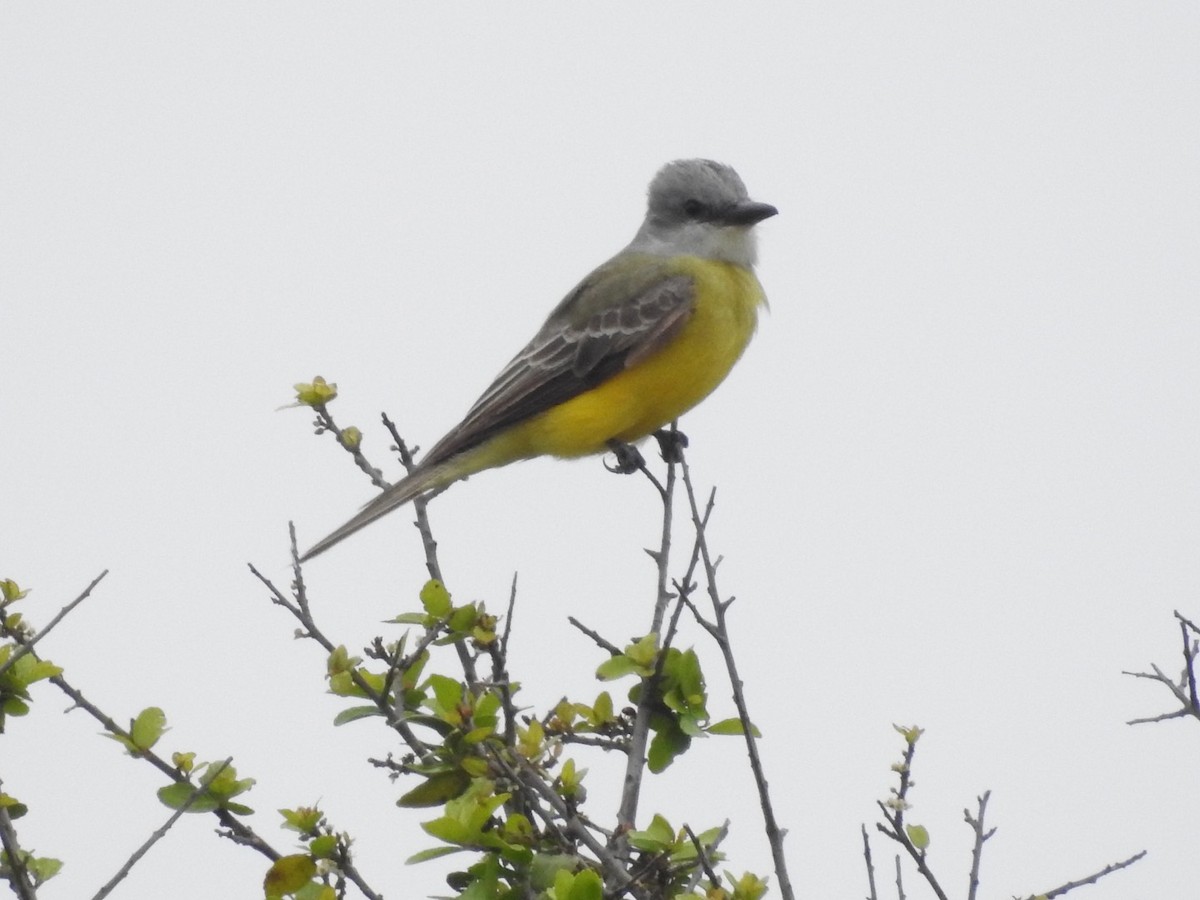 Couch's Kingbird - Fred Zagst