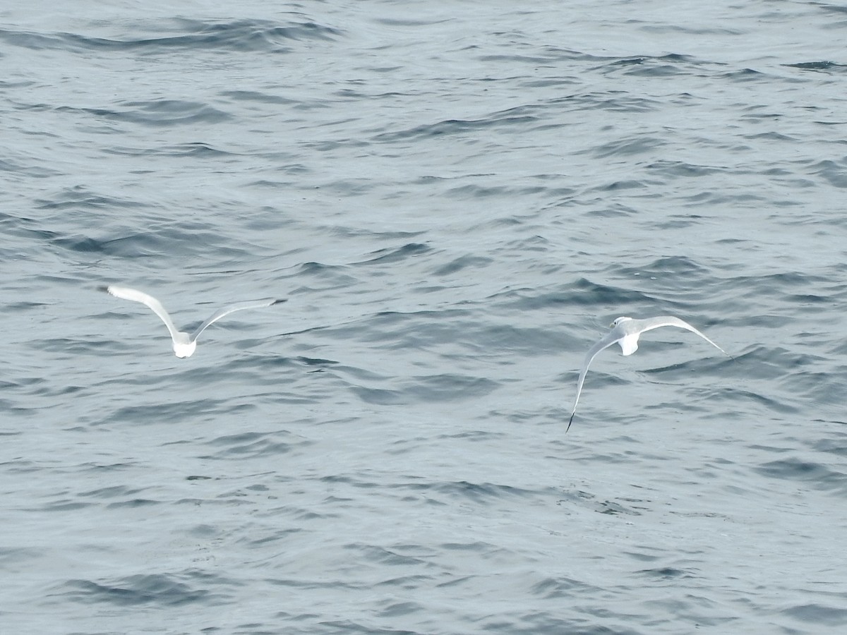 Black-legged Kittiwake - ML150655511