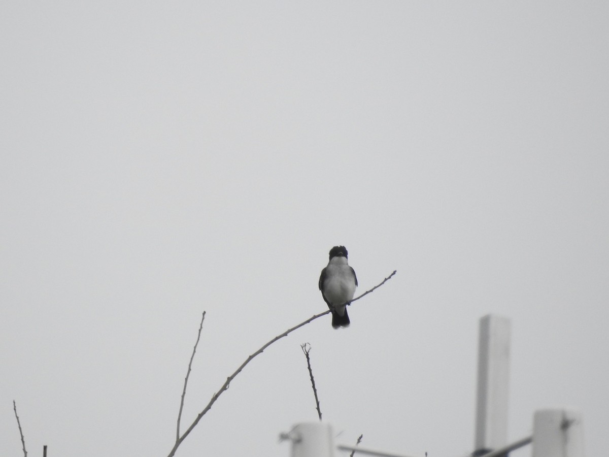 Eastern Kingbird - ML150655621