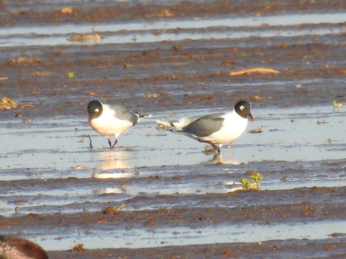 Franklin's Gull - ML150655891