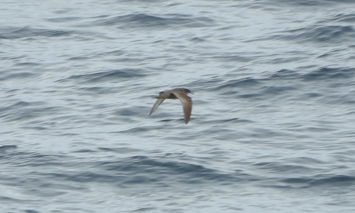 Sooty Shearwater - ML150656231