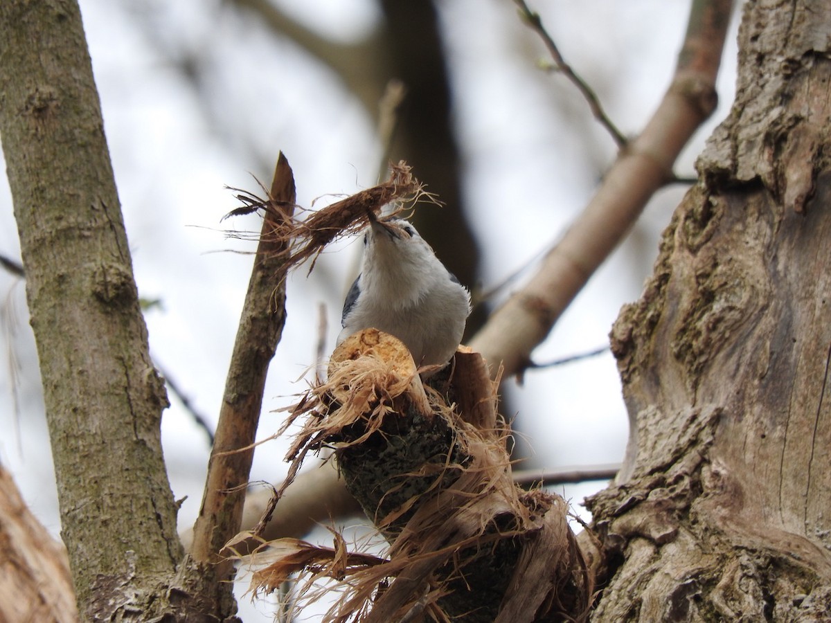 White-breasted Nuthatch - ML150656821