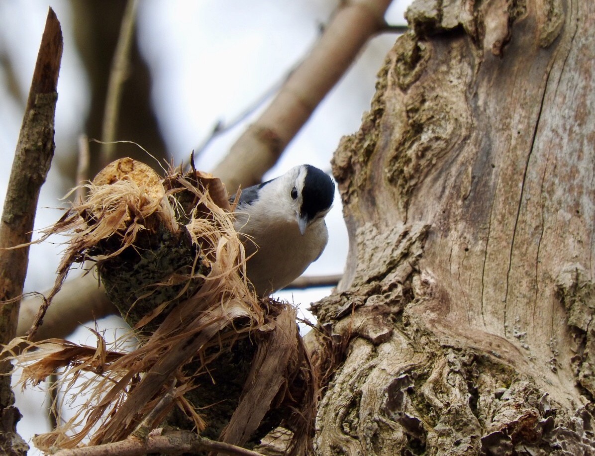 White-breasted Nuthatch - Betsy MacMillan