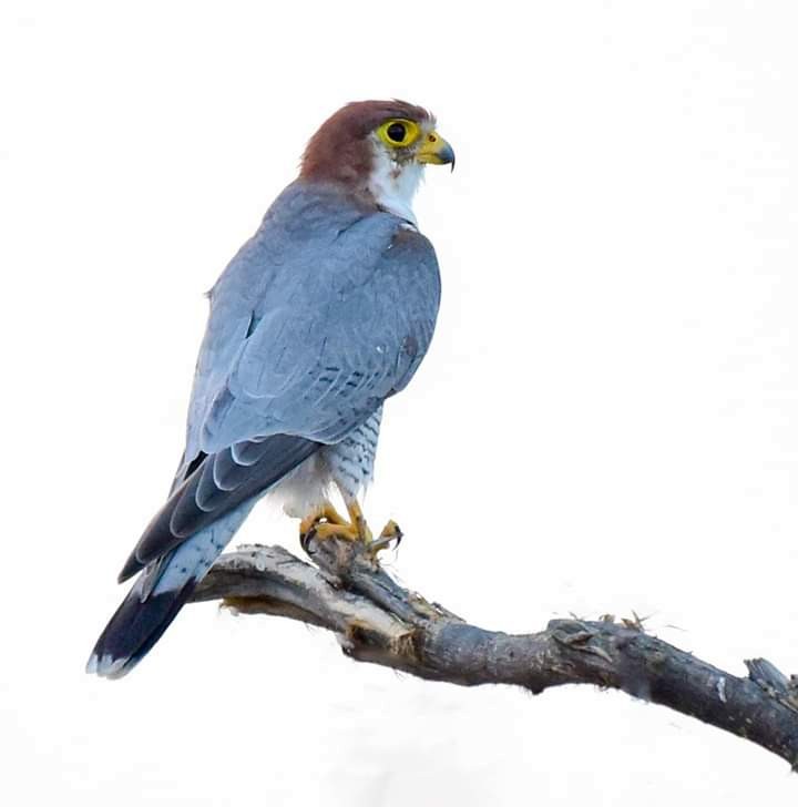 Red-necked Falcon - ML150657481